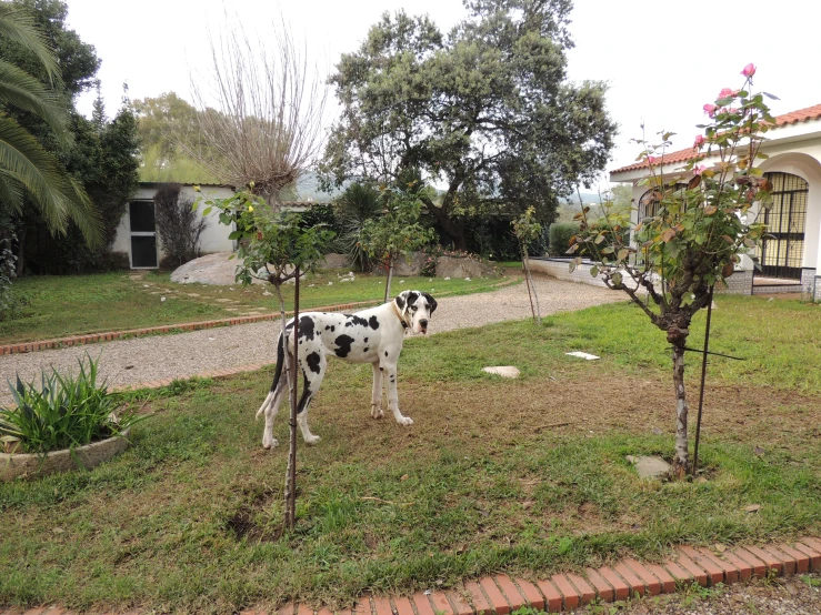 a spotted dog is standing in the backyard with trees