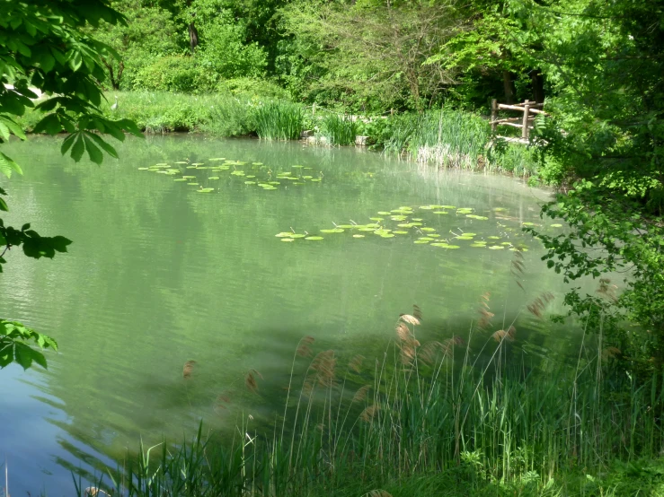 green grass and lily pads grow around a pond