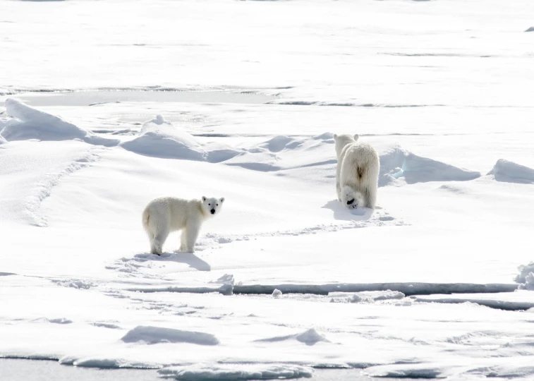 polar bears walking in the snow on the ocean