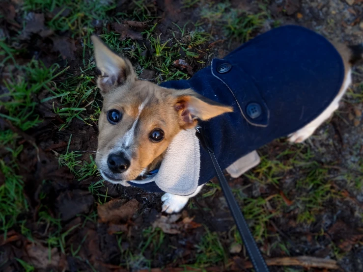 a small dog is wearing a blue jacket