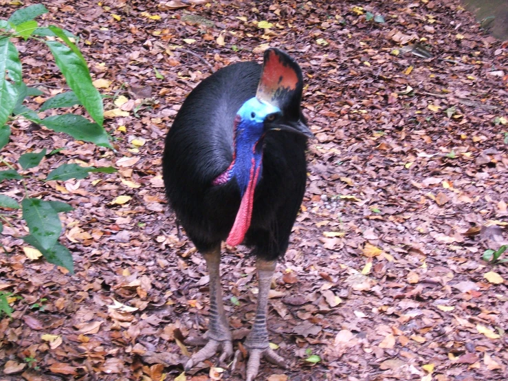 a black bird with a blue and orange beak standing in leaves