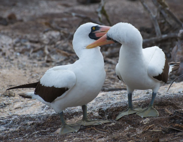 two birds sitting on the ground with beaks open