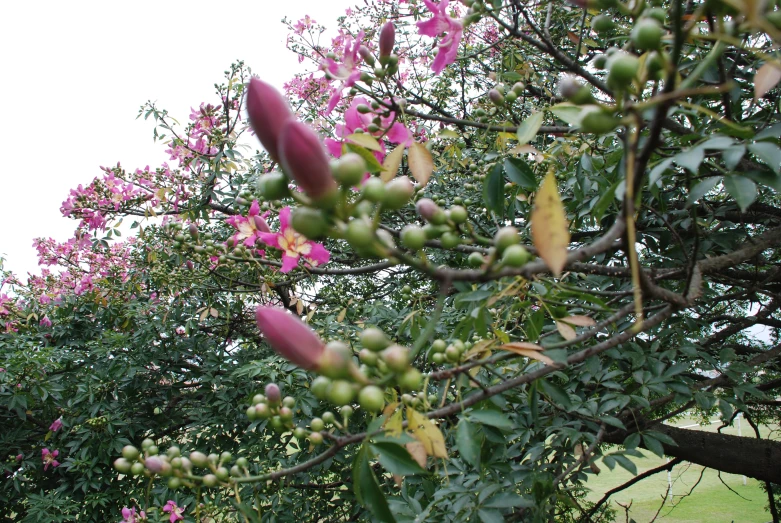 purple and green flowers in a tree with lots of leaves