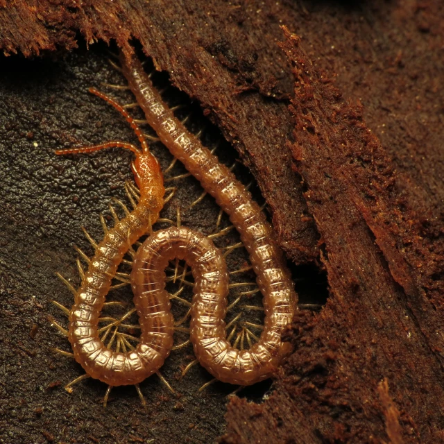 a bug crawling on a rock next to a small insect