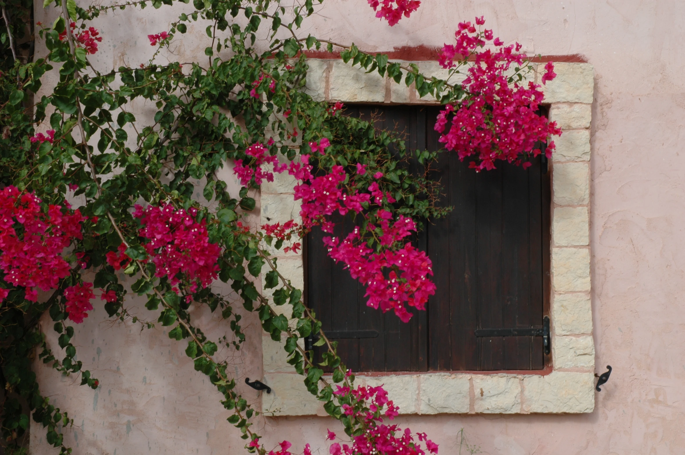 pink and green flowers growing along the side of a brick building