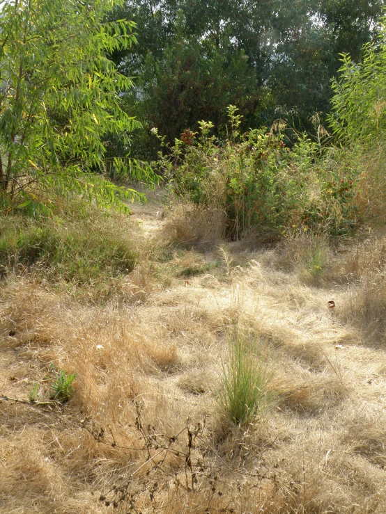 an image of the ground and tree line