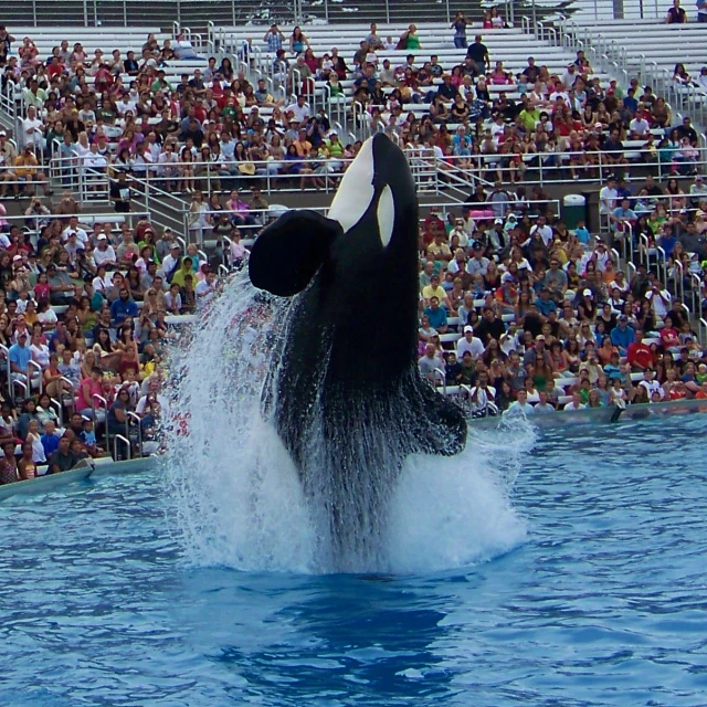 an orca jumps out of the water during a show at a whale show