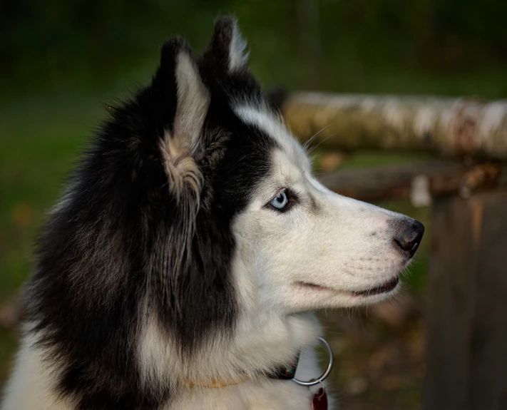 black and white dog looking into distance from grass area