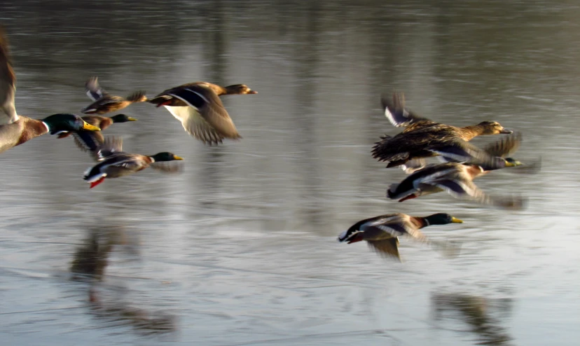 ducks are flying in the air over a body of water