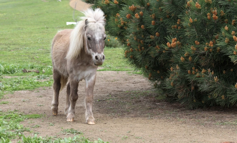 the baby pony looks down from his stroll