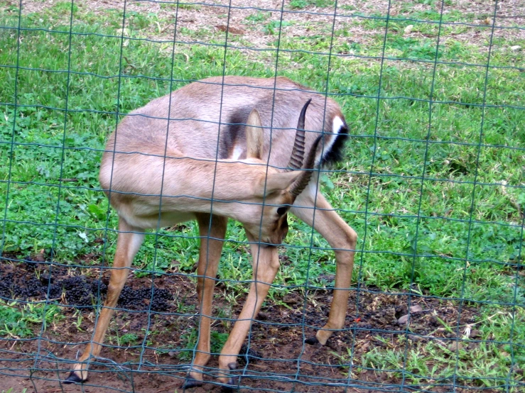 a gazelle standing by the side of a wire fence