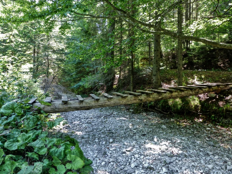 large wooden staircases on the side of a wooded trail