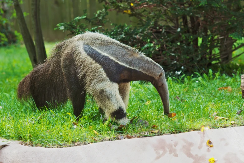 the armadile is eating grass in the yard