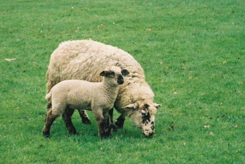 two lambs with their mother and baby in the grass