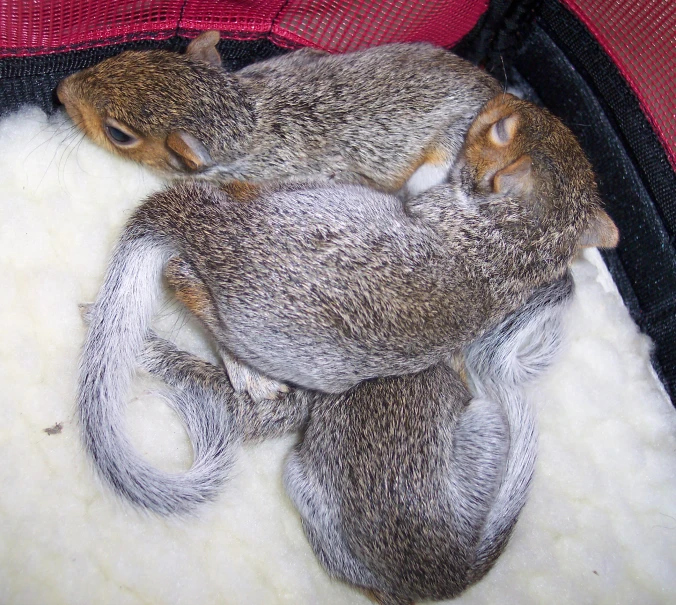 a baby animal lays on top of wool in the fabric