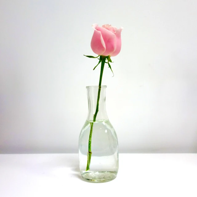 a pink flower in a clear vase of water