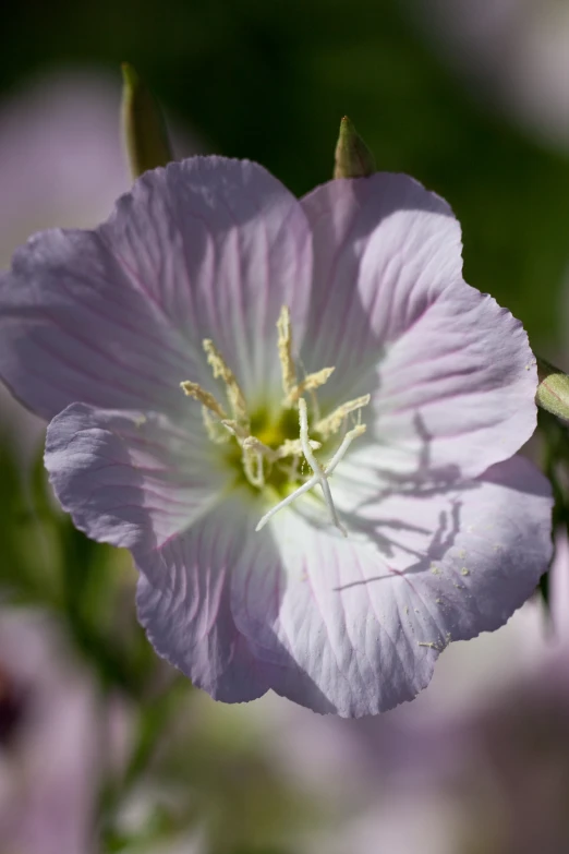 close up of a very pretty flower with lots of petals