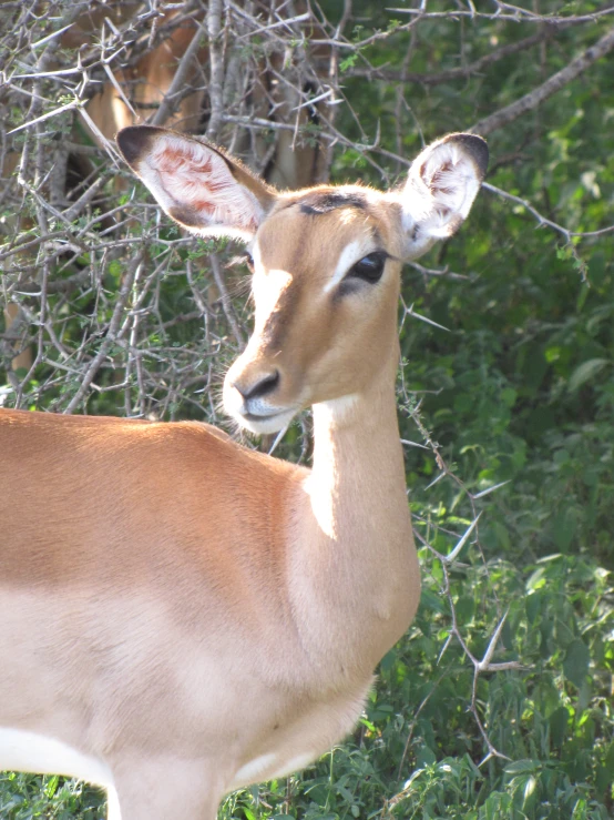 a deer standing next to a bunch of bushes