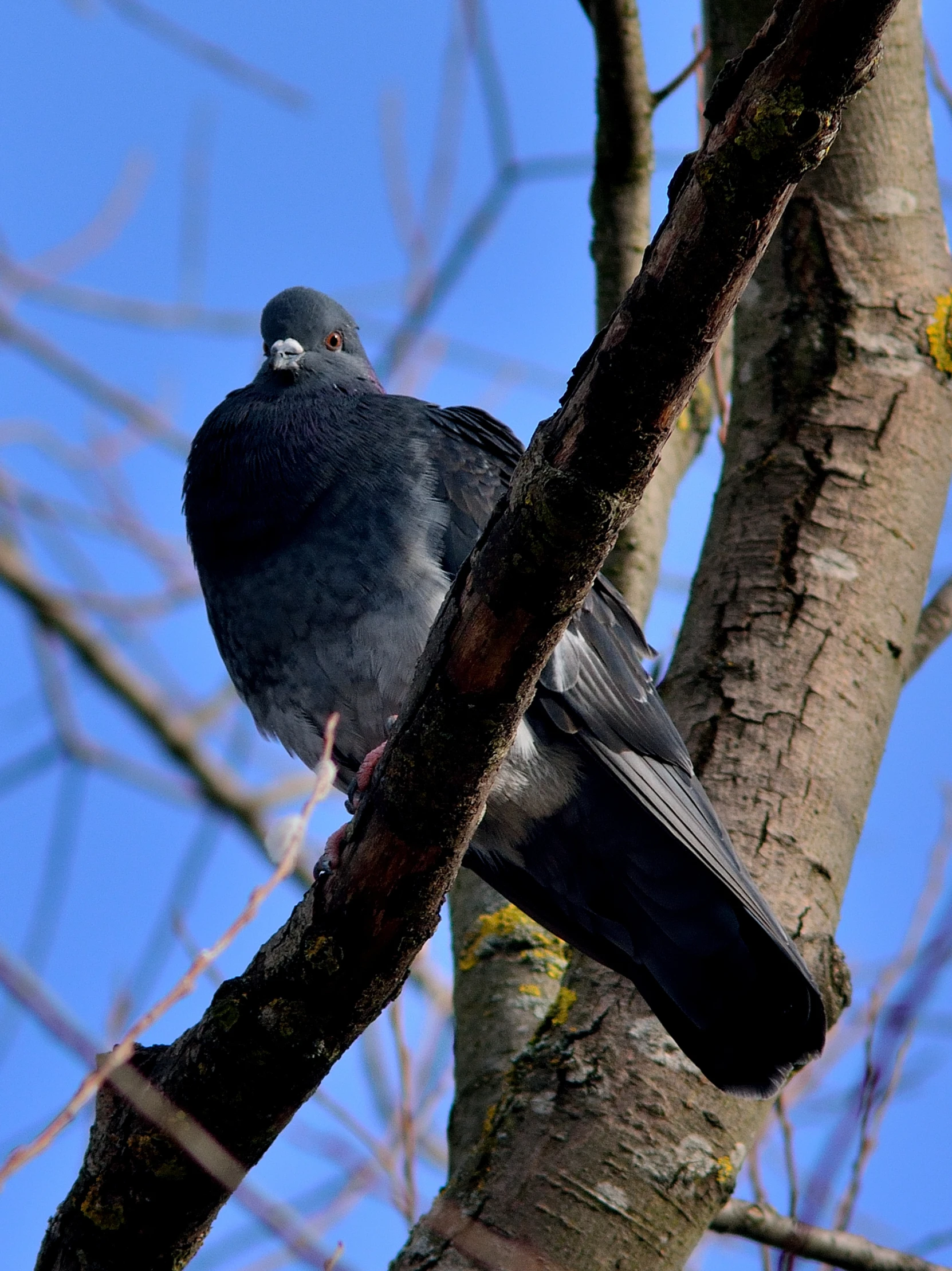 the bird is sitting on the tree limb