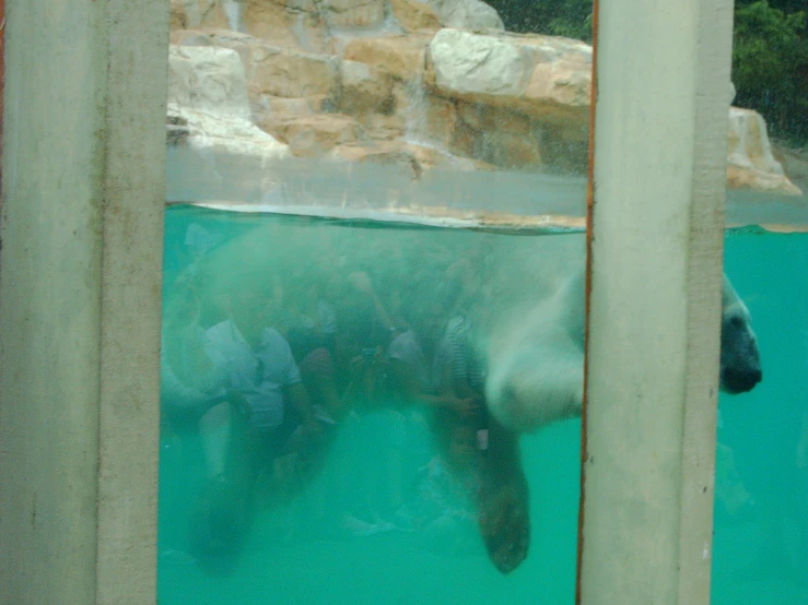 a polar bear is seen through the glass