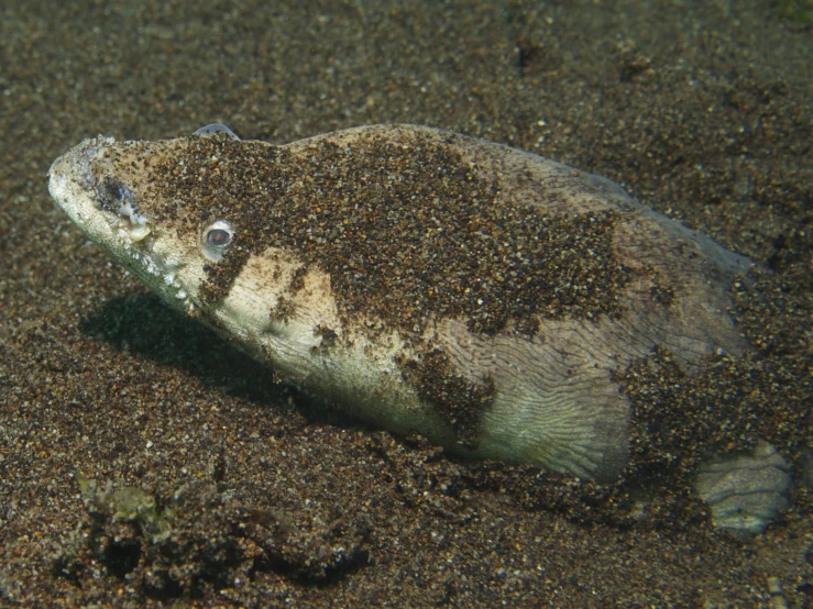 a fish that is hiding inside of the sand