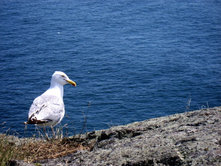 the seagull is sitting on a cliff near the water