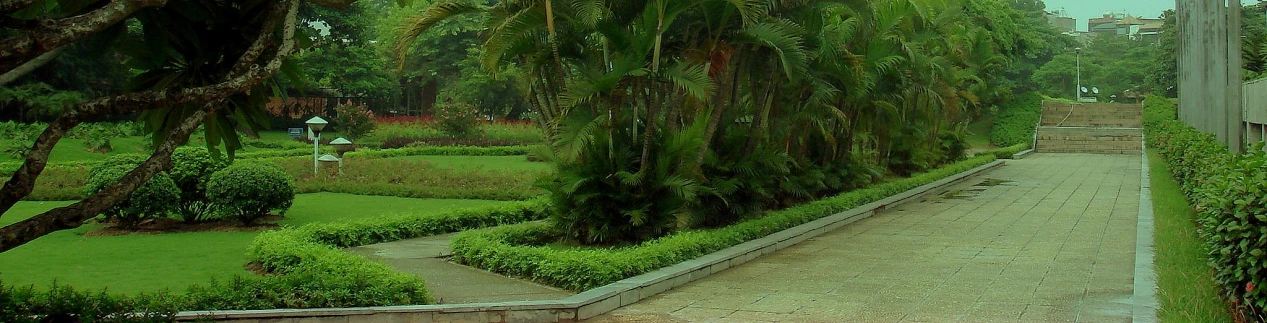 an empty path leading through lush green trees