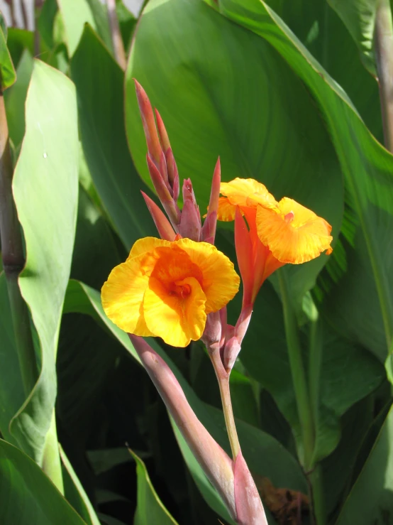 a couple of orange flowers sitting next to green leaves