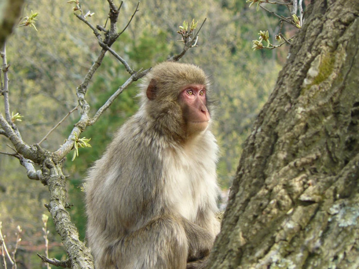 a monkey sitting in the middle of a tree