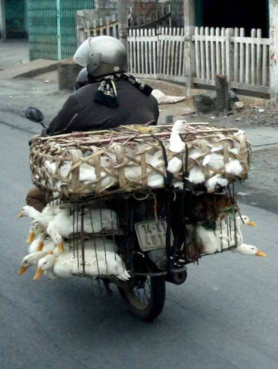 man riding down street with many white birds