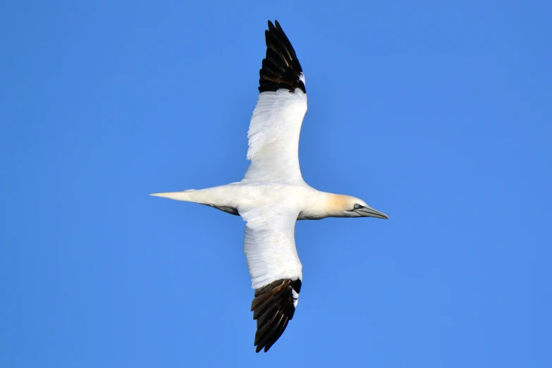 a white bird flying with a black and white beak