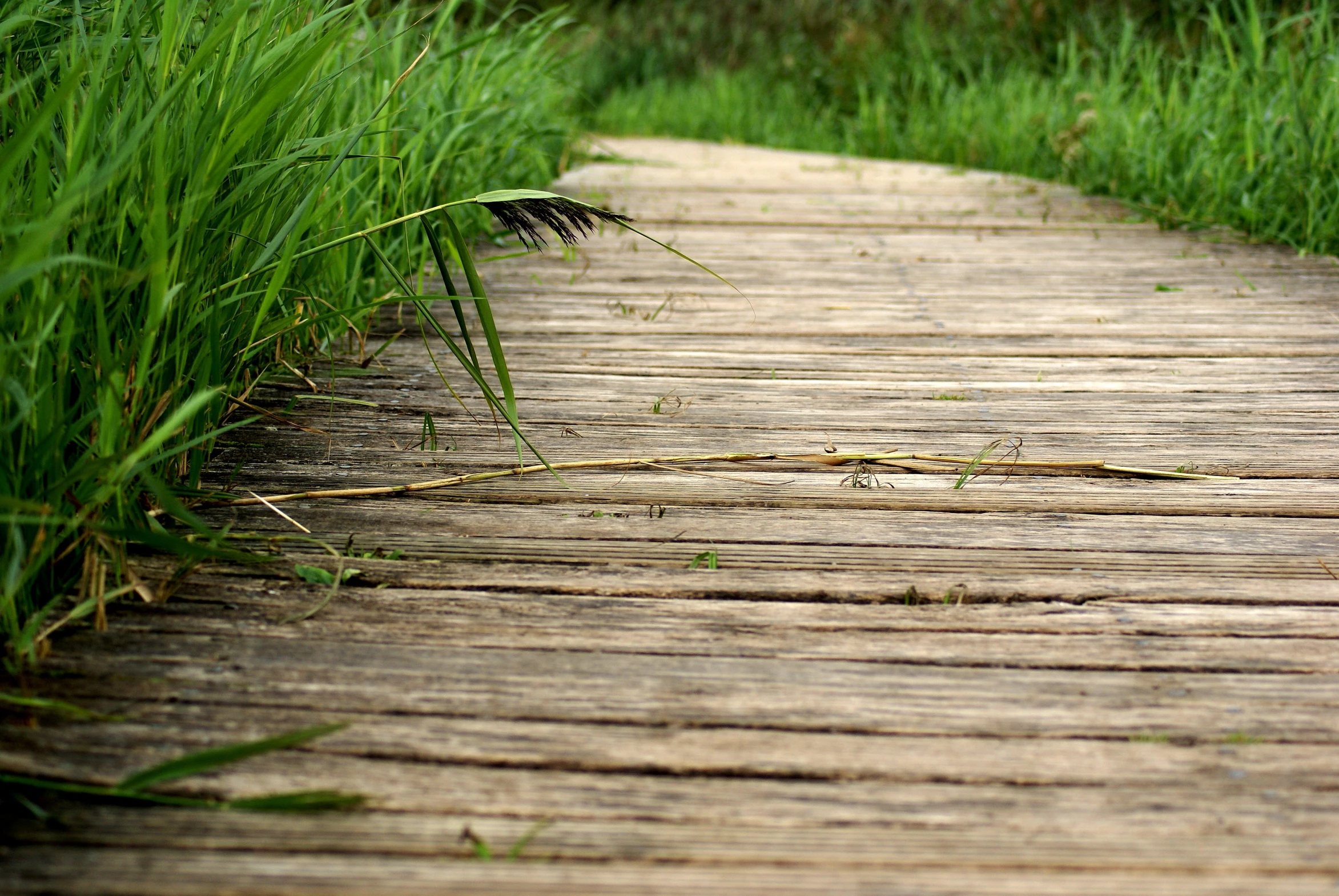 a wooden boardwalk with grass on the side of it