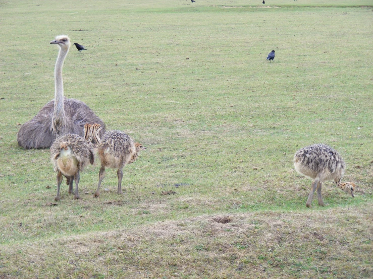 some birds are in a field near some grass