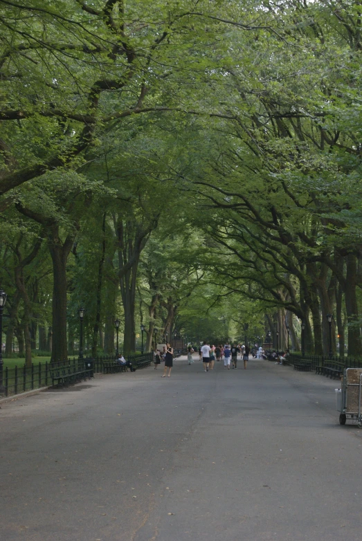 a large group of people walking down a road with lots of trees