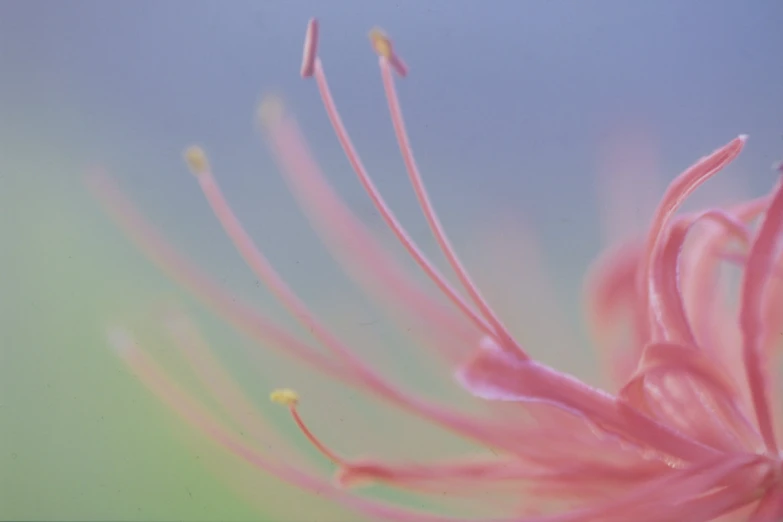 an extreme close up view of a flower that is in the center