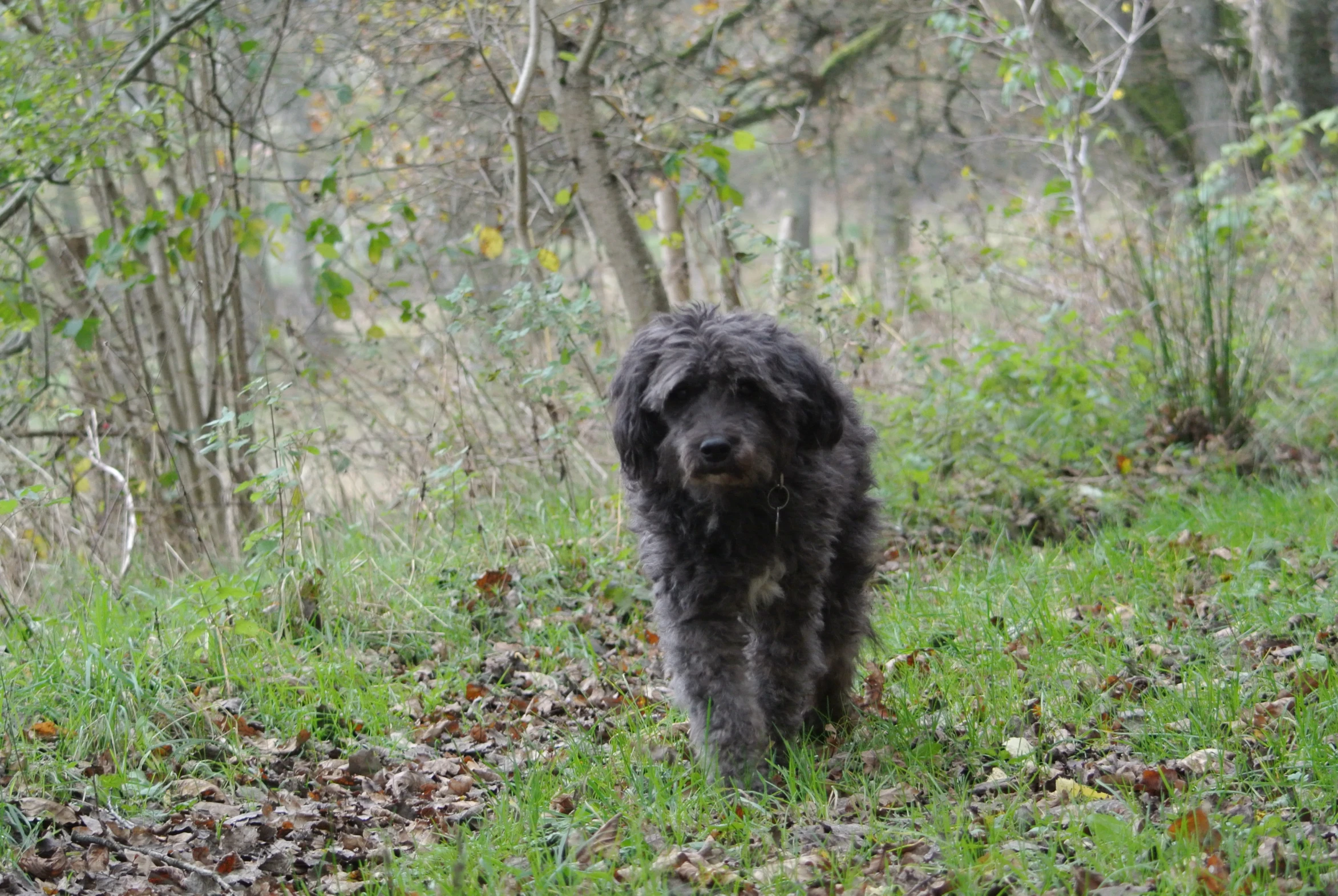 a dog is walking in the woods during the day