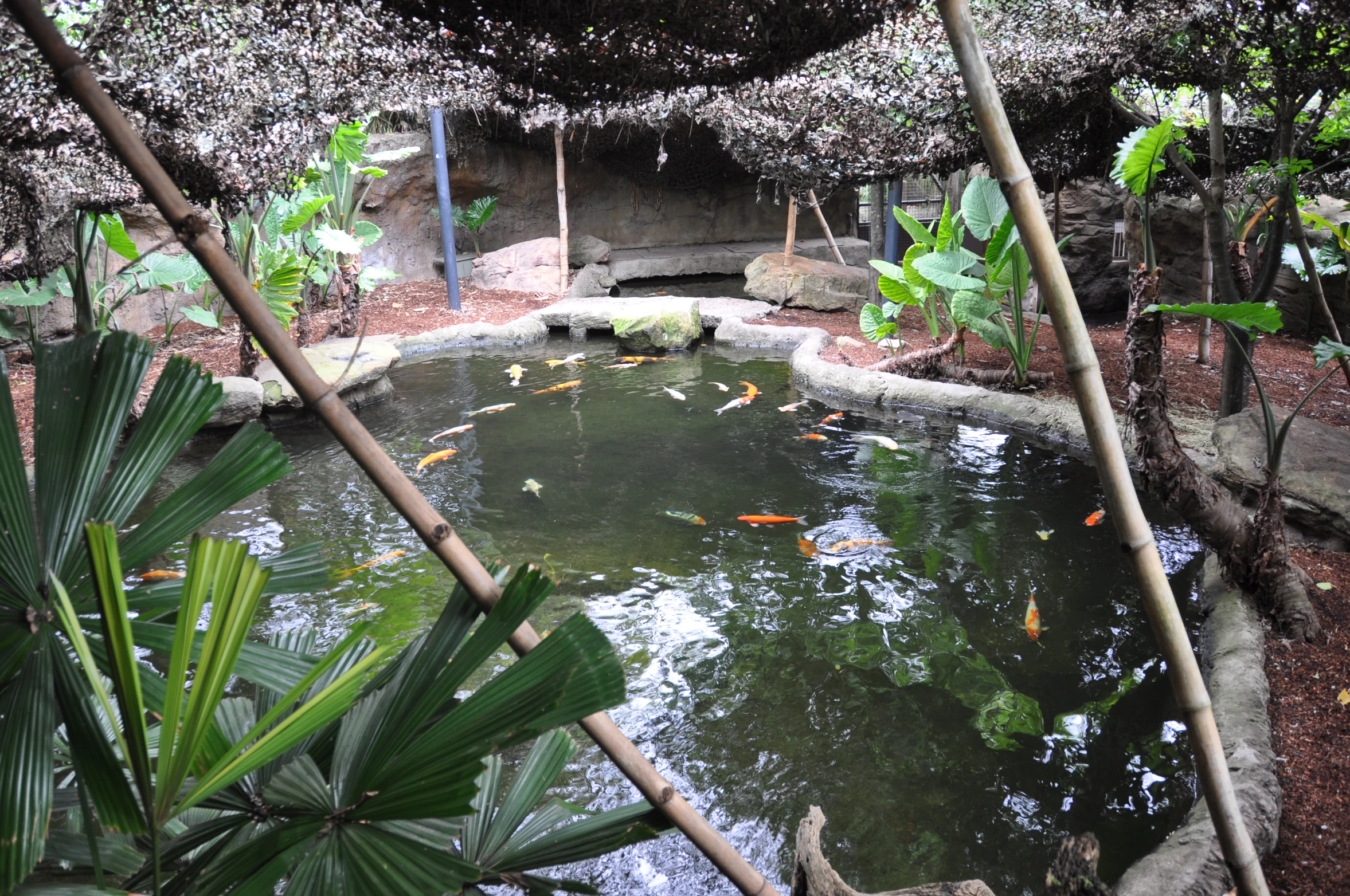 there is a fish pond with fish swimming