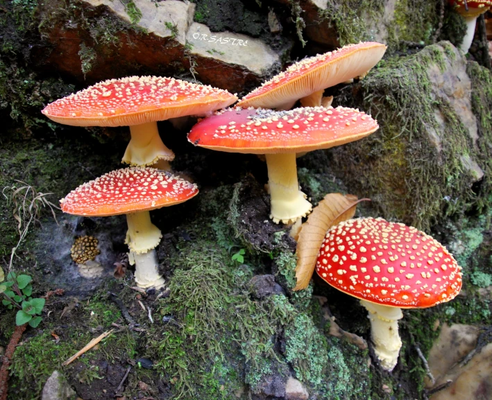 a group of mushrooms stand out among the moss on the ground