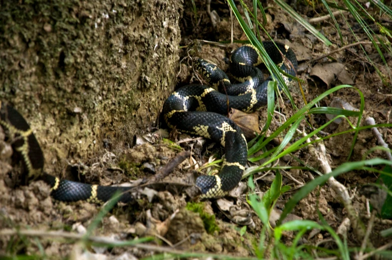 two snakes are laying on the ground by a tree