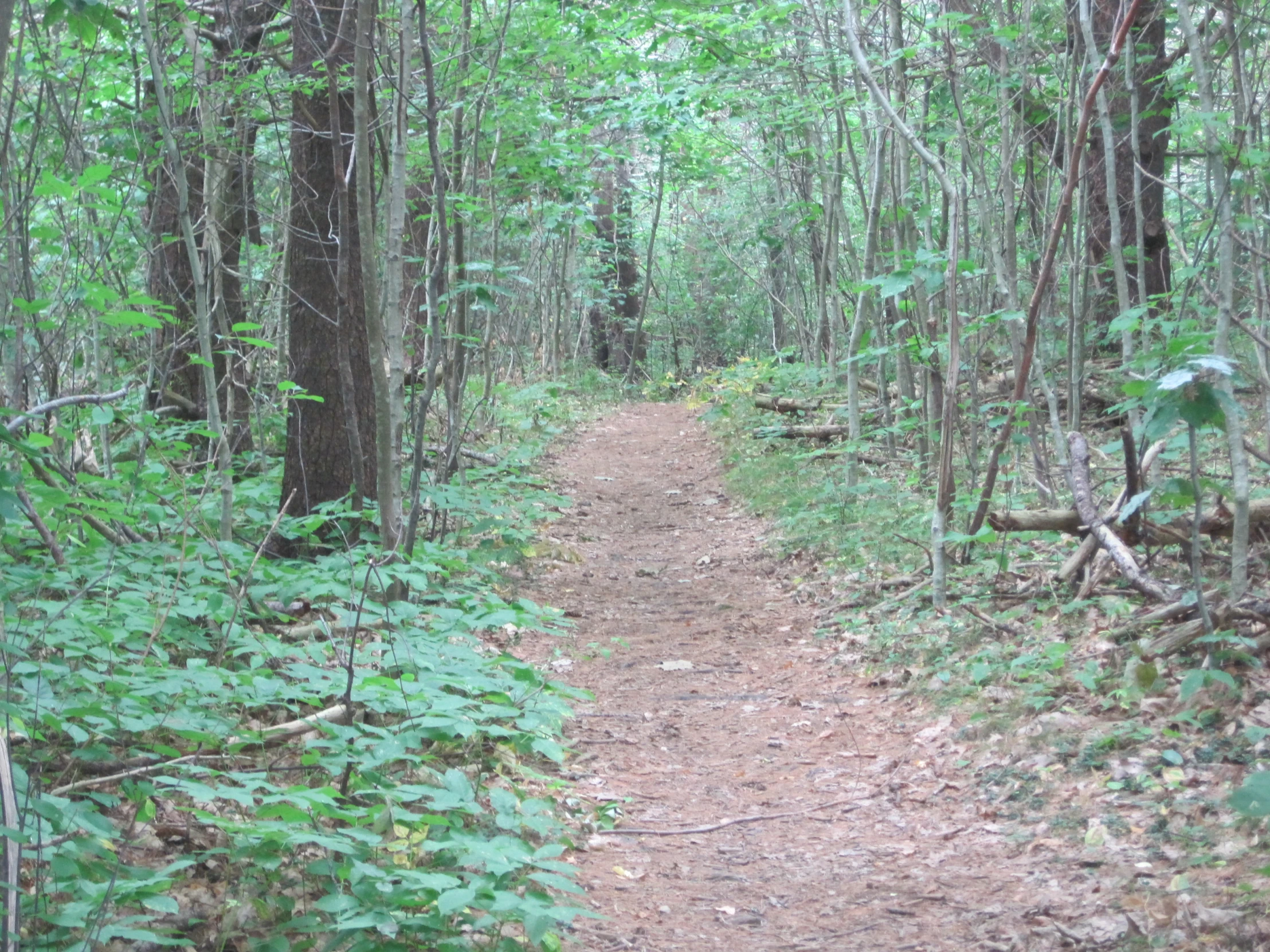 a wooded area with a dirt path in the forest