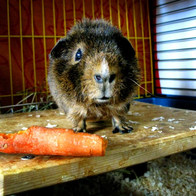 a brown rodent with blue eyes sitting on a table next to carrot