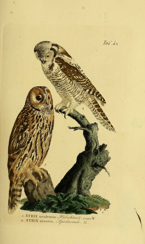 two owls are perched on a tree nch