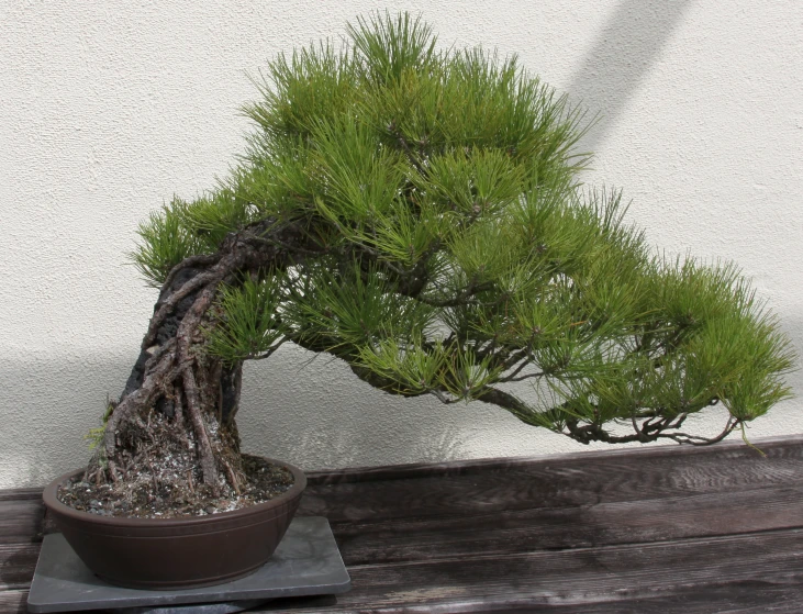 small pine tree in pot sitting on table