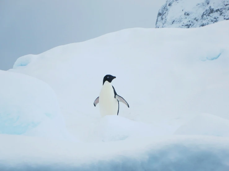 a penguin stands in the deep snow on an overcast day