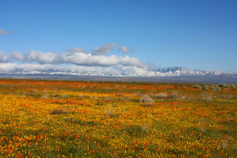 wildflowers grow in a field with mountain views