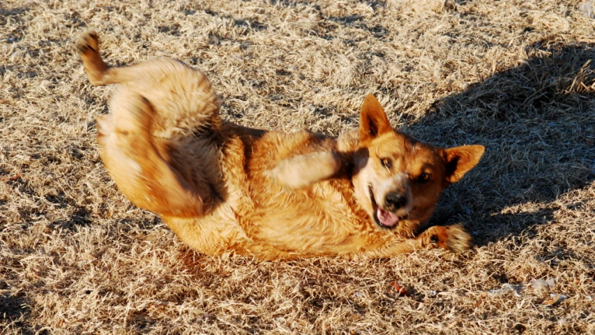 a brown dog rolling around in the dirt