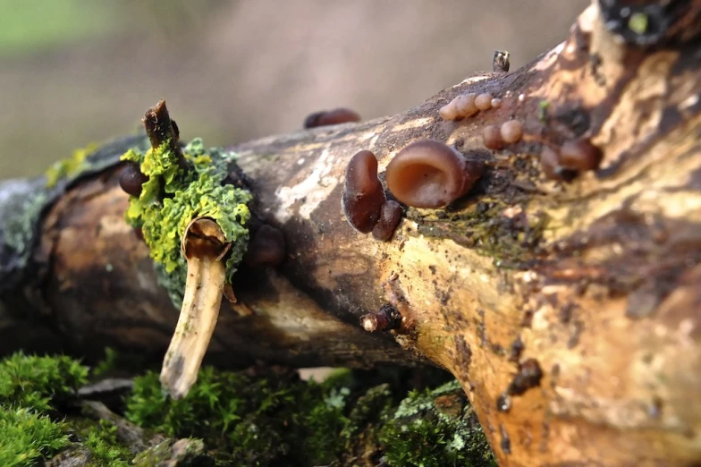 mushrooms are growing out of the bark of a tree