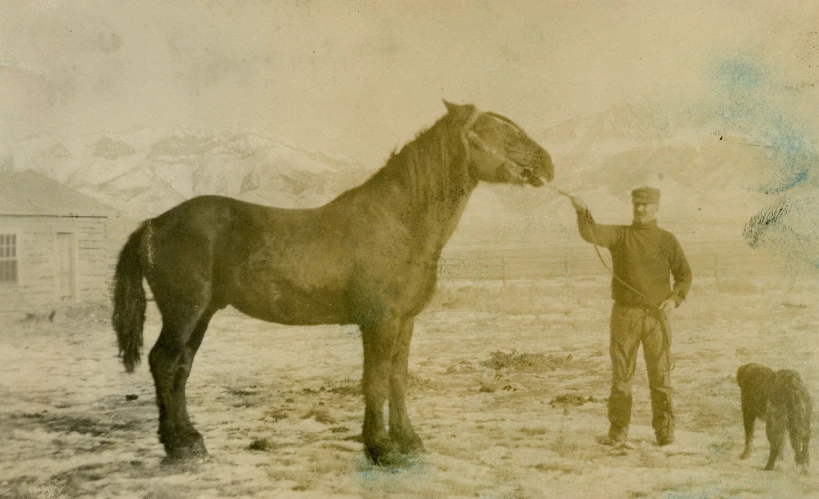 a man standing next to a brown horse with a dog on his leash