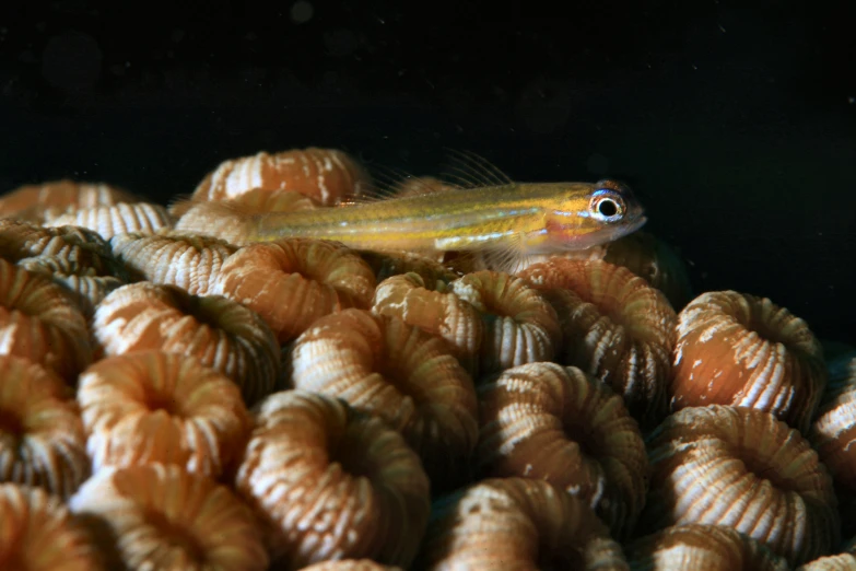 a small fish sitting in some very thin orange shells
