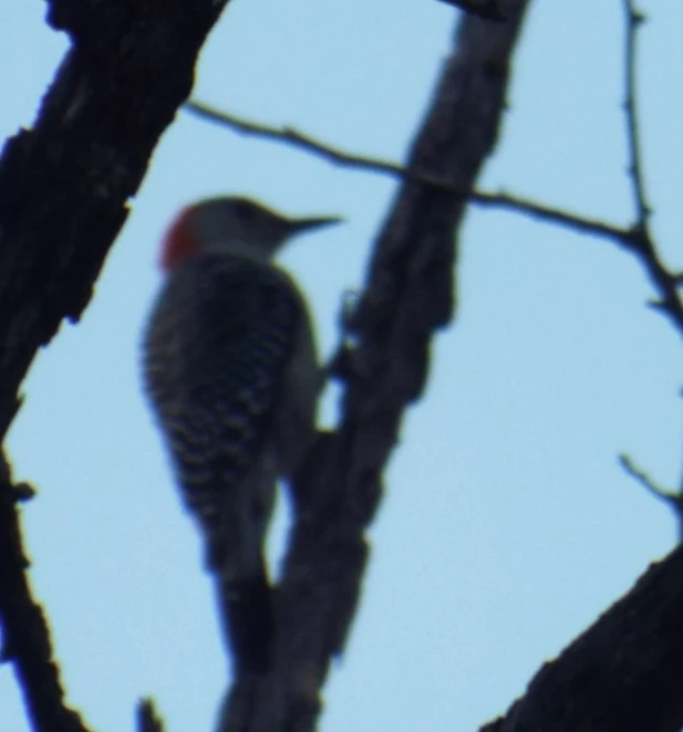 there is a red headed woodpecker that is sitting in the tree